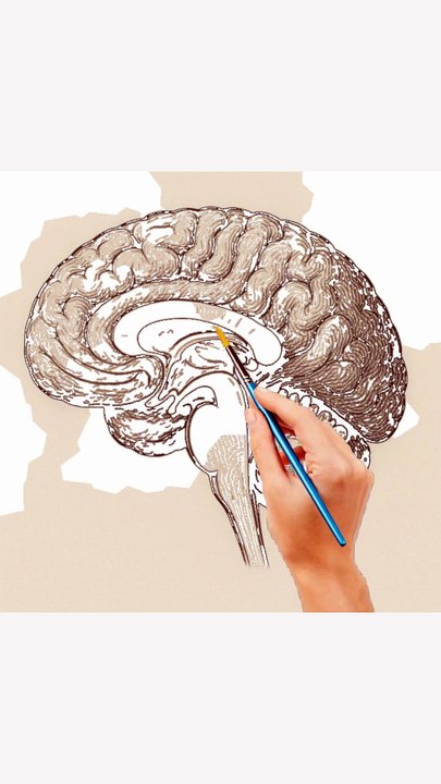 The human brain #how to draw and label #anatomy #science