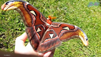 Bướm Atlas – Loài Bướm Khổng Lồ Không Ăn Uống, Sống Chỉ Để Sinh Sản