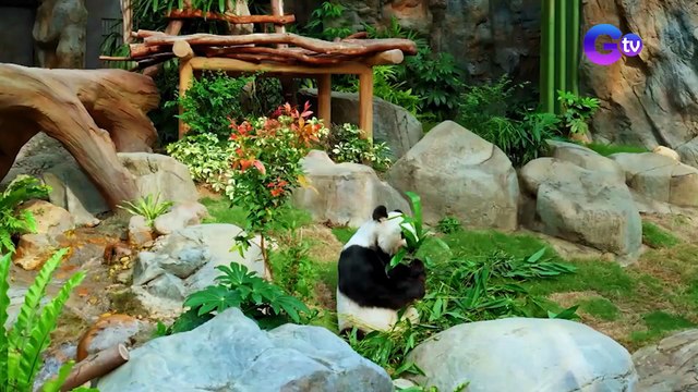 Twin giant pandas sa Hong Kong, binisita nina Susan Enriquez at Empoy Marquez! | I Juander