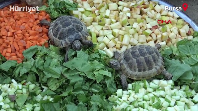 Bursa Hayvanat Bahçesi’ndeki kaplumbağalara serpme kahvaltı