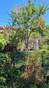 Orti abusivi di via Piermarini, tra rifiuti, degrado e incuria