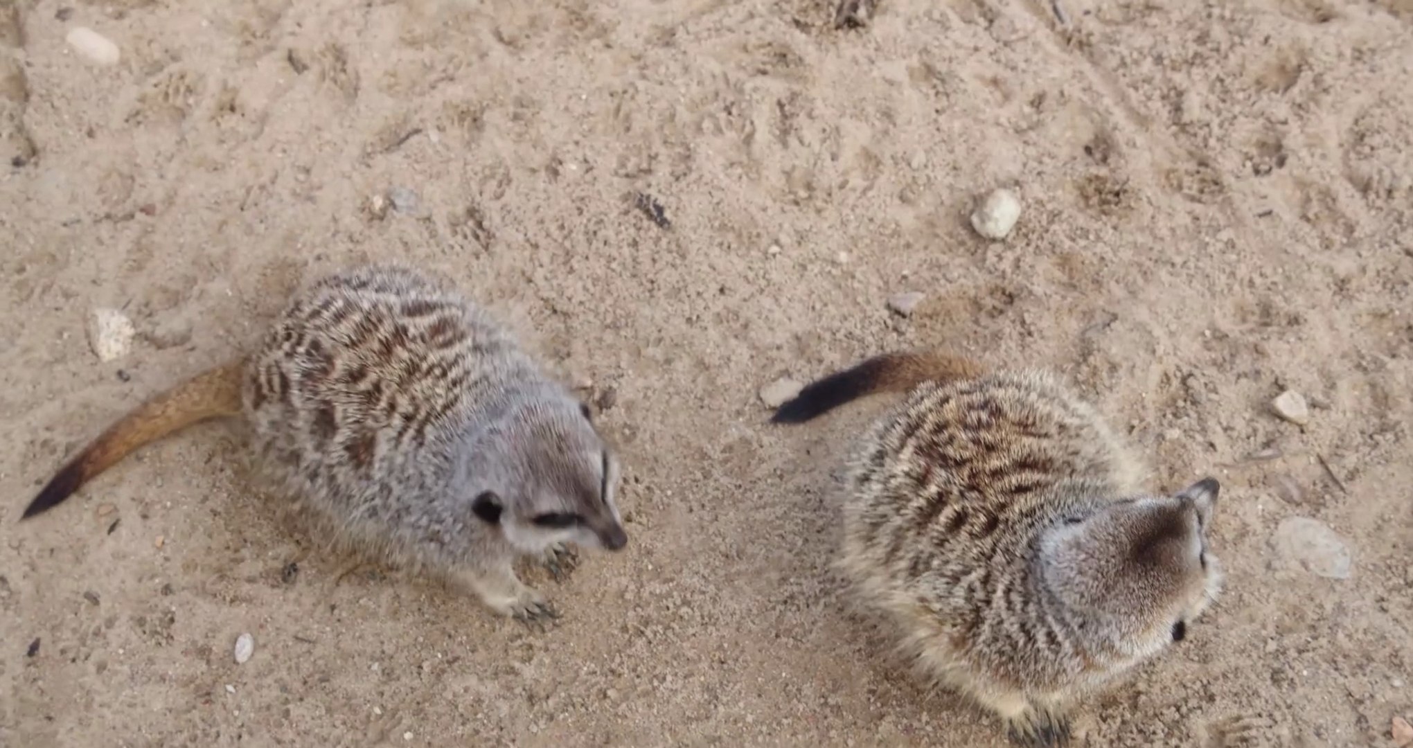 ⁣Small Little Animals🥰 animals family