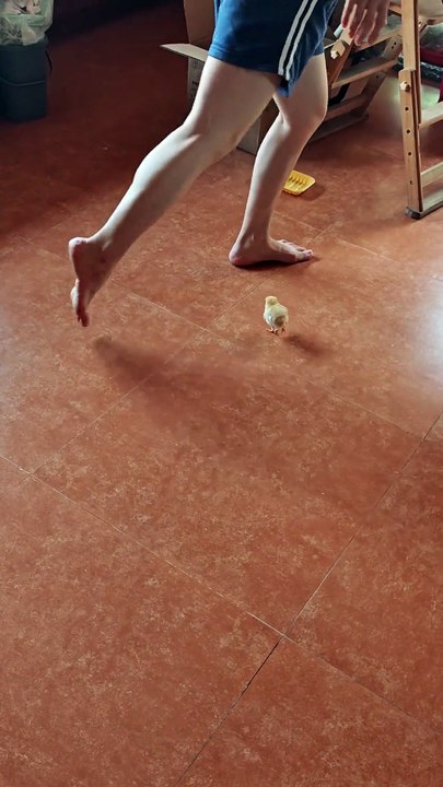 Little chick mimicking #funny #amazing #laugh