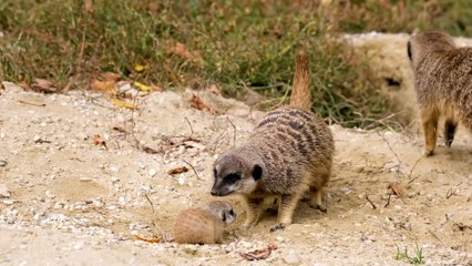 Close up on Group of Meerkats😇