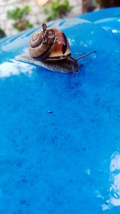 Where Do They Hide on Sunny Days? 🌞➡️🌧 Snail Invasion After Rain! 🐌 #shorts