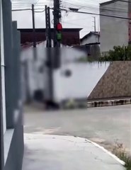 Pitbull são flagrados atacando e matando gato