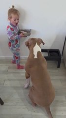 Kid Adorably Feeds Dog While Giving Them Instructions