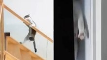 Divertido video muestra a gatos desafiando la ley de la gravedad