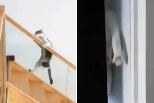 Divertido video muestra a gatos desafiando la ley de la gravedad