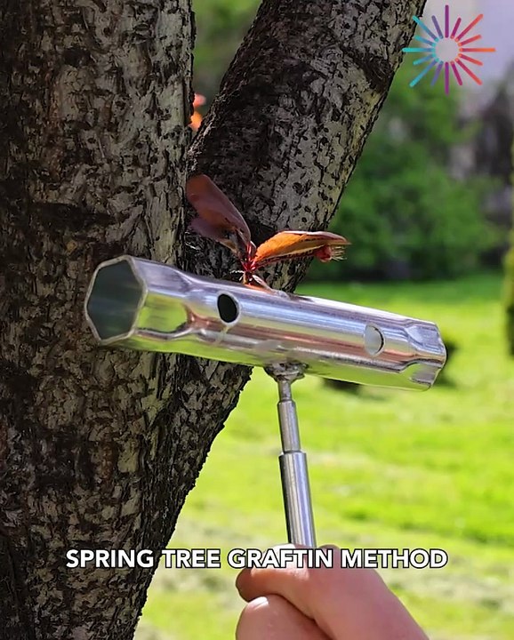Simple grafting tool in action 🔧🌱