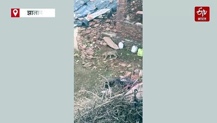 आबादी में आया पैंथर का शावक,  वन विभाग की टीम ने किया रेस्क्यू