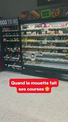 Quand la mouette fait ses courses