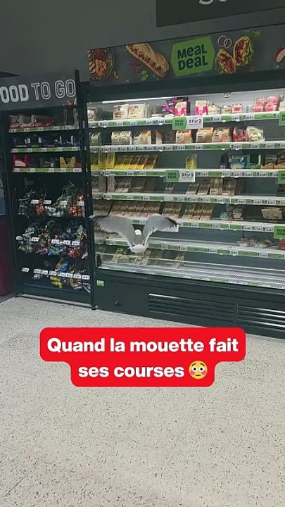 Quand la mouette fait ses courses