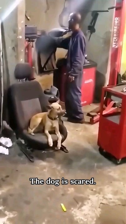 The Dods is scared #funny #entertainment