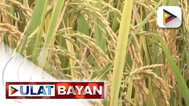 Pinsala ng #BisingPH sa sektor ng agrikultura ng Calabarzon, nasa P300-K ayon sa D.A.