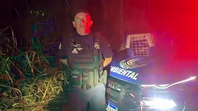 Gato-maracajá é capturado após atacar galinhas em sítio de Arapongas