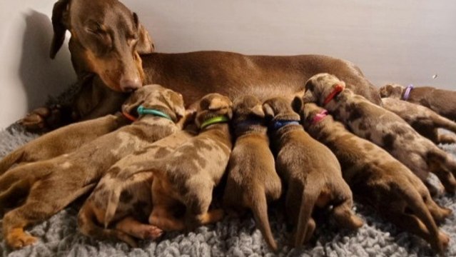 10 Puppies at Once? This Might Be the Cutest Thing You’ll See All Day