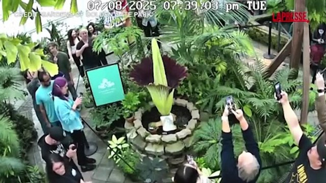 San Francisco, decine di persone al giardino botanico per la fioritura della Pianta cadavere