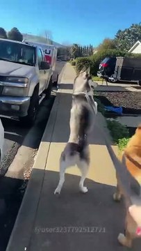 Funny Husky #funny #funnyanimals #pets #petsrule #funnypets #doglove #dog #dogs #funnydogs #cutedog