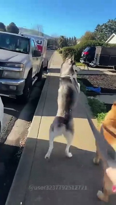 Funny Husky #funny #funnyanimals #pets #petsrule #funnypets #doglove #dog #dogs #funnydogs #cutedog