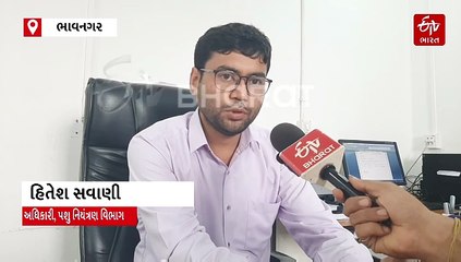 એક મહિના પછી પકડાયેલું ઢોર પરત નહિ મળે : ભાવનગર મહાનગરપાલિકાનું કડક વલણ