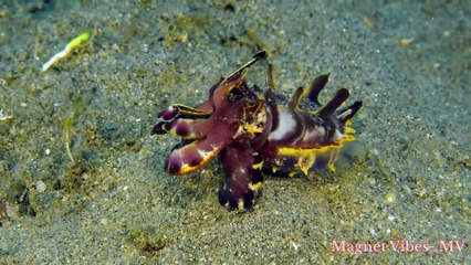 Relaxing Underwater Life│Lovely Music with Short Video│Marine Life│Underwater