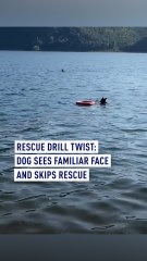 Drill with a twist: Dog sees familiar face and skips rescue
