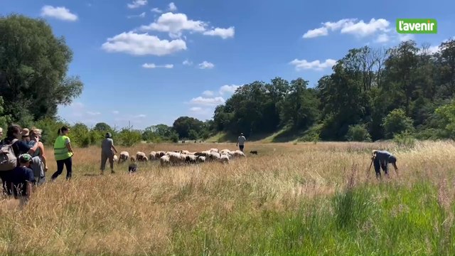 Les Liégeois ont assisté à la transhumance des moutons sur les hauteurs de Liège