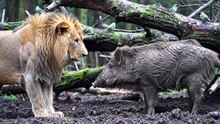 Lion and Boar Bond #short #shortvideo #animal #lion