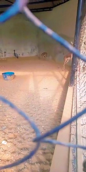 deer run too fast