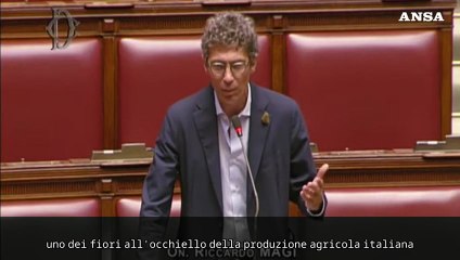 Magi interroga Lollobrigida con fiore di marijuana all'occhiello