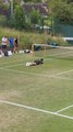 ALCARAZ DISFRUTA como un NIÑO en WIMBLEDON: la imagen más DIVERTIDA del ENTRENAMIENTO