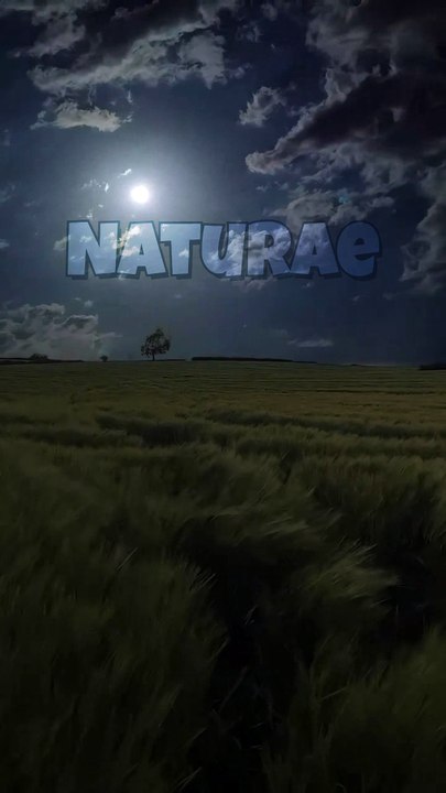 Peaceful wind blows in fields