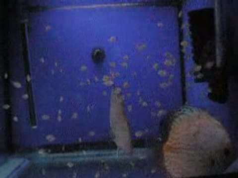 White pigeon yavruları 4