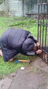 Man Helps Neighbor's Trapped Dog Get Released From Fence
