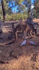 Kangaroo tales only in Australia