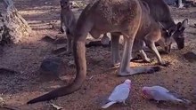 Kangaroo tales only in Australia