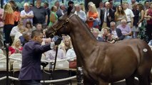 2025 Fasig-Tipton Saratoga Sale - Crown Jewel 2
