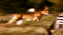 Big Cat Diary S3E6 - Part 1