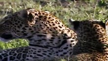 Big Cat Diary S3E8 - Part 1