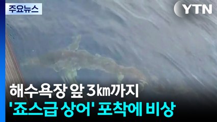 해수욕장 앞 3㎞까지...'죠스급 상어' 포착에 비상 / YTN