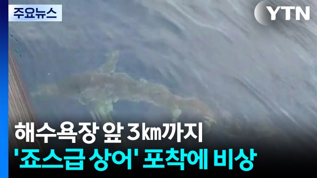 해수욕장 앞 3㎞까지...'죠스급 상어' 포착에 비상 / YTN