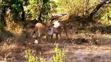 Big Cat Diary S4E4 - Part 2