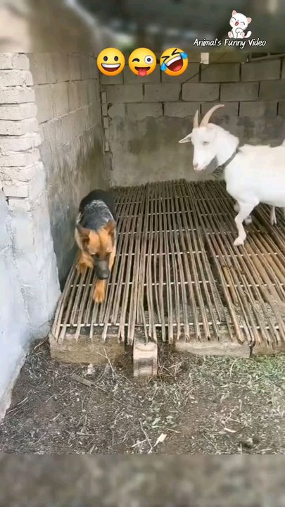 animal funny 🤪 moment 😘