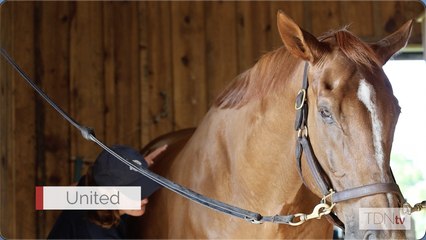 United: Fan-Favorite Racehorse Turns Ambassador for Aftercare 🐎