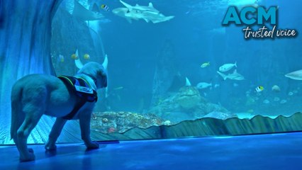 Future Guide Dogs Visit Sydney Aquarium 🐶 – A Fun Training Adventure
