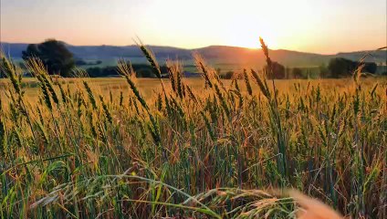 “Golden Silence: A Morning in the Fields”