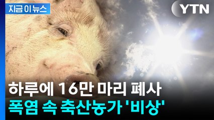 기록적 폭염에 속수무책...하루 만에 가축 16만 마리 폐사 [지금이뉴스] / YTN
