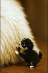 puppy and pillow