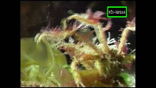 Cazadores: Soberanos de las Profundidades - Documental (1994) Español Latino *Episodio 4